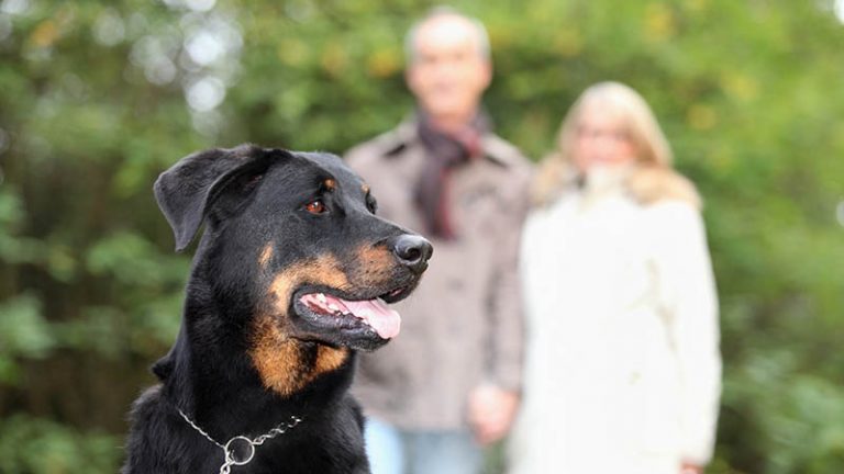 Benefits of Pet Ownership During Retirement